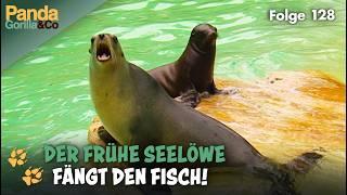 Seelöwen Frühsport im Zoo und Nüsse knackende Affen | Panda, Gorilla & Co.