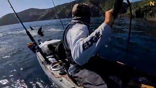 Kayaker Attacked by Great White Shark 