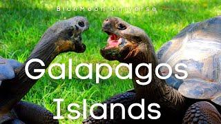 Galapagos Islands Tour in 4K  BlueMoon Universe