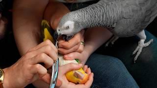 Parrot Beak and Toenail Trim