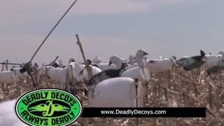 Snow Goose hunting with Up North Outdoors, Inc over Deadly® Decoy windsocks #10   2016