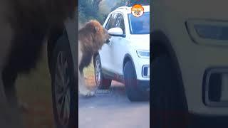 कार मधील पर्यटकाला दिसला सिंह! | A Tourist in a Car Saw a Lion! #shorts #shortsviral