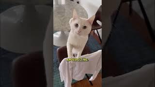 How Do Cats Say Sorry? 