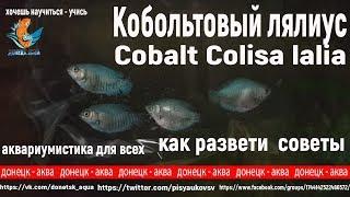 кобольтовый лялиус, Cobalt Colisa lalia, советы по разведению, что делать, råd om avl