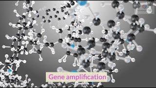 Gene amplification