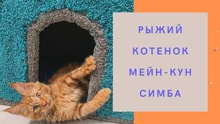 Как рос котёнок Мейн кун. #мейнкун