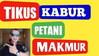 CARA MENGUSIR TIKUS - INSEKTISIDA PENGUSIR TIKUS