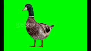 Duck Green Screen with sound