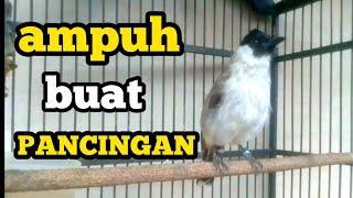 Suara burung kutilang betina memanggil jantan ampuh di jadikan pancingan kutilang agar nyaut gacor