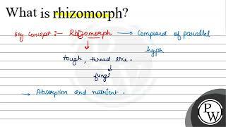 What is rhizomorph?