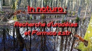 In natura : Recherche d'urodèles et Formica s str