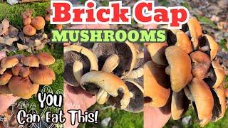 Brick cap mushrooms, scientific name: Hypholoma lateritium