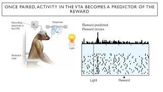 Introduction to Neuroscience 2: Lecture 20: Reward circuits and drug addiction