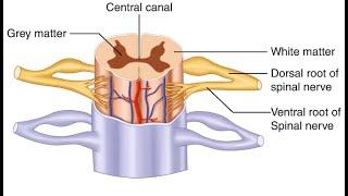 Spinal Cord and it's external features - IMA JDN - SNO - HeDaL