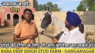 देखिए Baba Deep Singh Stud Farm की अबलक घोड़ी गंगा ! (7726806367)