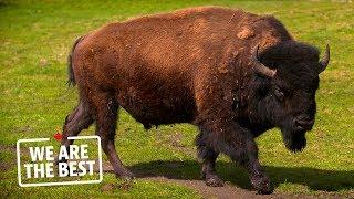 Bison ranching in Alberta: a lifestyle, not a job | We Are The Best