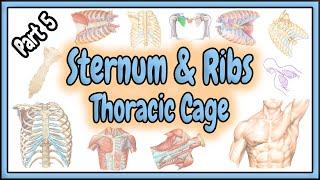 72. The Sternum || The Ribs || The Thoracic Cage (Ribcage)