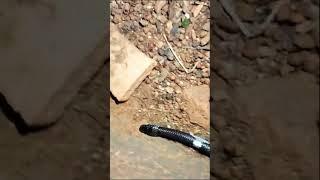 Village Snake #shorts #shortvideo