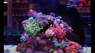 We Setup a Nano Reef from Reef Casa