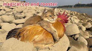 so funny and cute!The kitten took the rooster on an outdoor trip.The happiest rooster in the world
