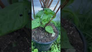 Pepper Plant overwintering success then fail then success again! #peppers #gardening