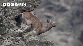 Baby Goats do Parkour to Escape a Leopard | Animal Babies | BBC Earth Kids