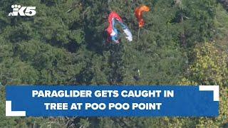 Paraglider get stuck in tree at Poo Poo Point