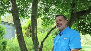 Kousa dogwood (Cornus kousa) (syn. Benthamidia japonica) - Plant Identification