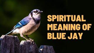 Spiritual Meaning Of Blue Jay, |Blue Jay|