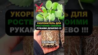 Это средство укаренит любое растение? #дача #огороднаподоконнике #огород #сад