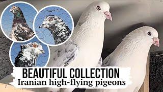 ДОСТОЙНАЯ КОЛЛЕКЦИЯ ⭐️ ИРАНСКИЕ ВЫСОКОЛЁТНЫЕ ДОЛГОЛЁТНЫЕ ГОЛУБИ | Iranian high-flying pigeons