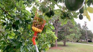 EZ Smart Tools Fruit Picker Demo