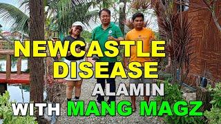 NEWCASTLE DISEASE | ALAMIN WITH MANG MAGZ