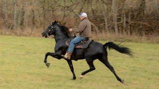 Shady Black Standardbred Race horse, being rehabilitated for another  equine displinice