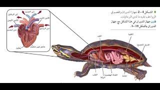 الزواحف الجزء الأول