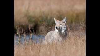 Mammals in Nature by Carey Britton