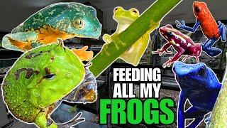 FEEDING ALL MY FROGS! Poison Frogs, Pacman Frogs, Glass Frogs and more!