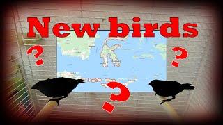 Aviary Birds, New FINCHES For The Bird Aviary