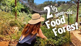 A Suburban Food Forest Transformation