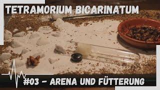 Tetramorium bicarinatum - #03 - Arena und Fütterung