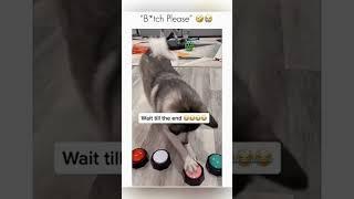 #cat #dog #dogs #cut #cute #love #lovegod #funny #funnyvideo #virla #viralvideo #foryou #foryoupage