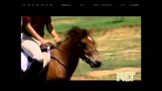 Gotland Pony - endangered breed documentary - Kentucky Life TV