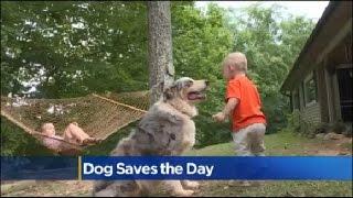 Family Dog Saves Toddler's Life