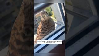 This girl rescued a kestrel that had strayed onto her balcony and then #animalshorts