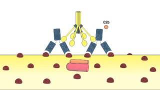 2 1 Complement System