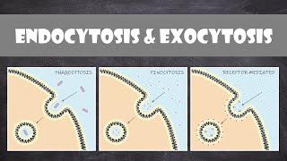 Endocytosis & Exocytosis | Cell Biology