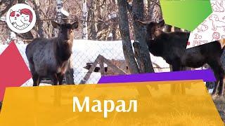 Марал   Внешний вид на ilikepet