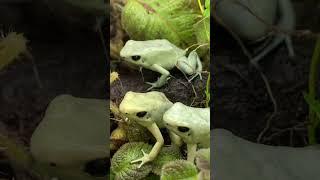 FEEDING THE MOST POISONOUS FROGS ON EARTH! (Phyllobates terribilis “mint”) #shorts
