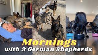 Mornings With Three German Shepherds