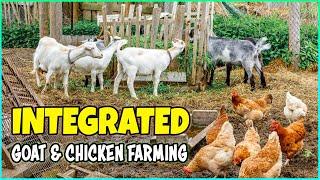 Integrated Goat and Chicken Farming: Maximizing Efficiency and Profitability